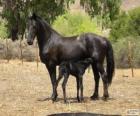 Vlaamperd лошадь, происходящих в Южной Африке